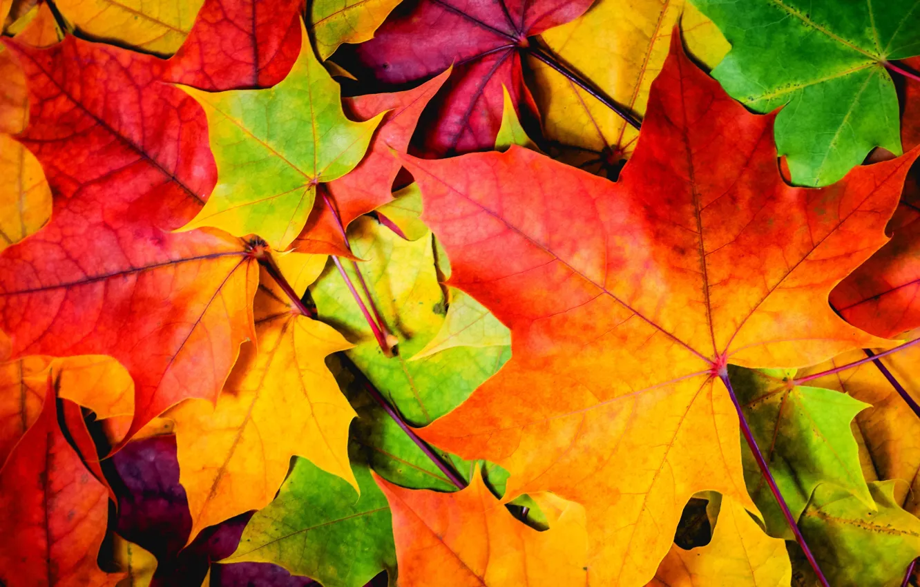Photo wallpaper autumn, leaves, nature, nature, autumn, leaves