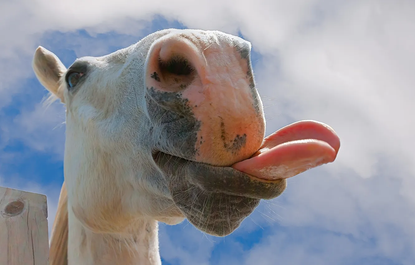 Photo wallpaper face, background, horse