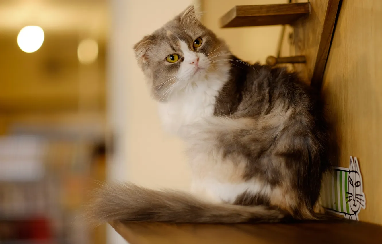 Photo wallpaper cat, look, background