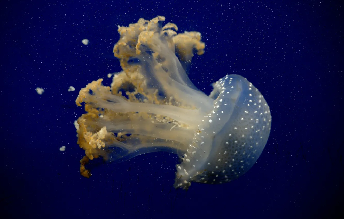 Photo wallpaper sea, the ocean, color, jellyfish