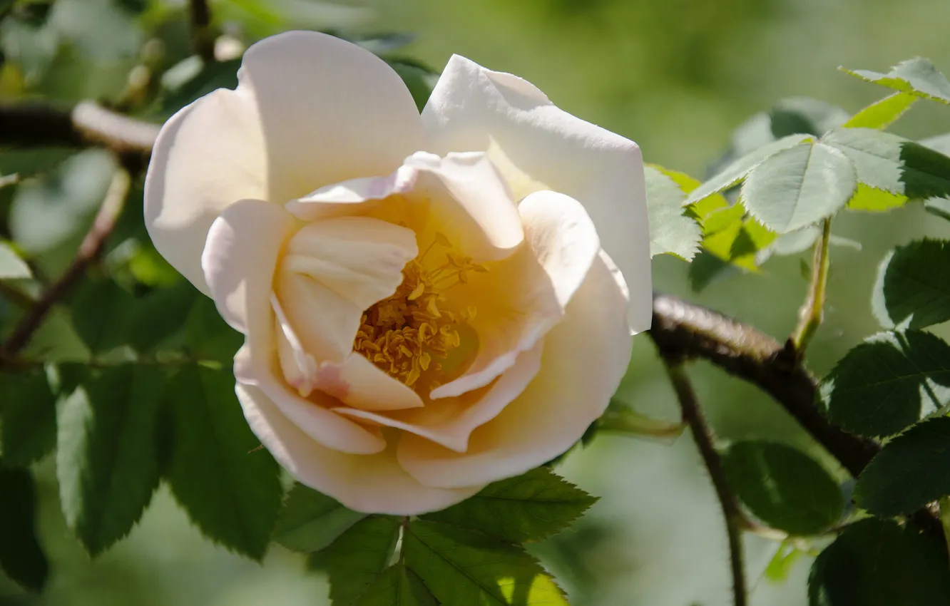 Photo wallpaper leaves, macro, roses