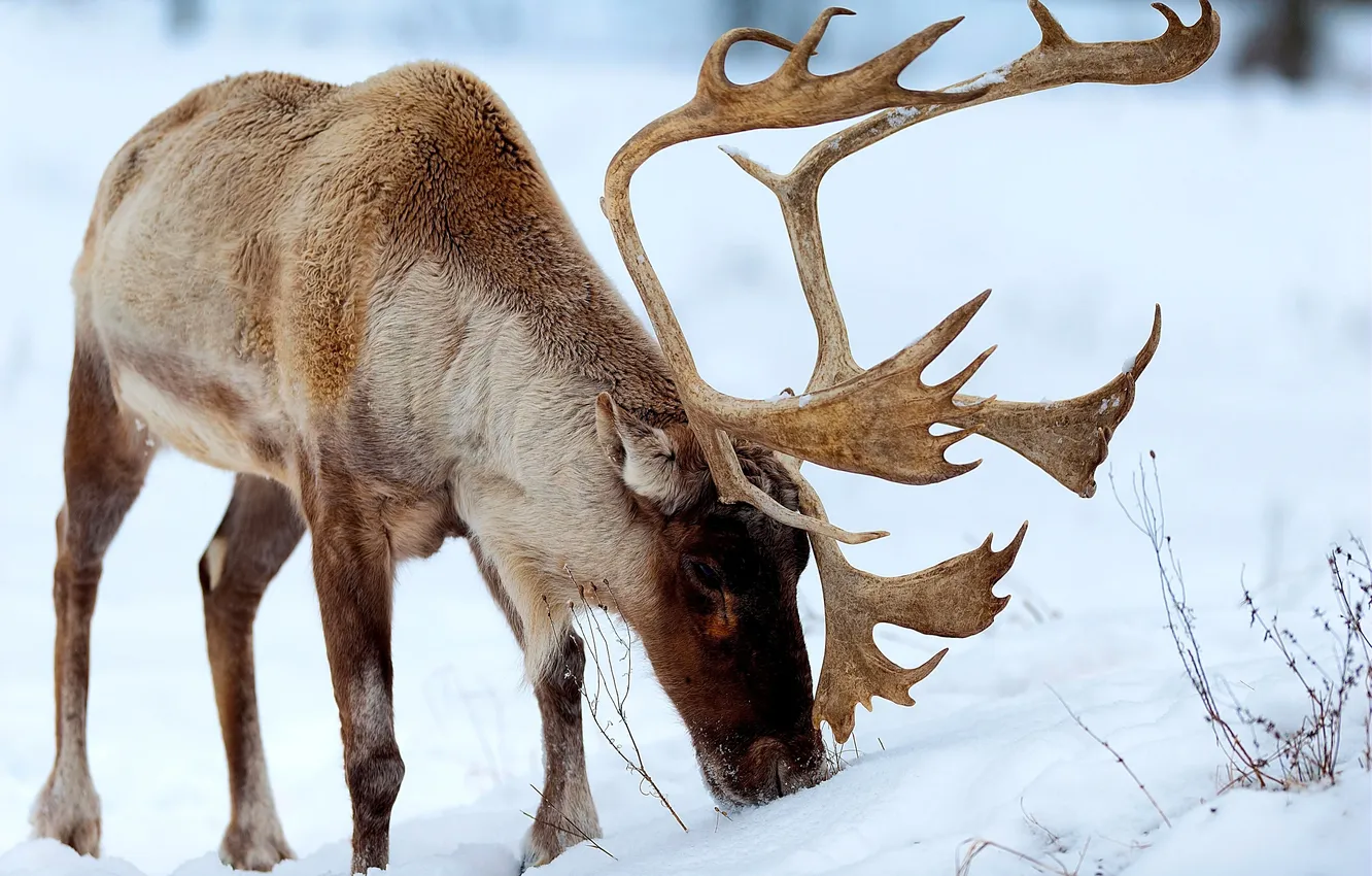 Photo wallpaper snow, pasture, food, reindeer