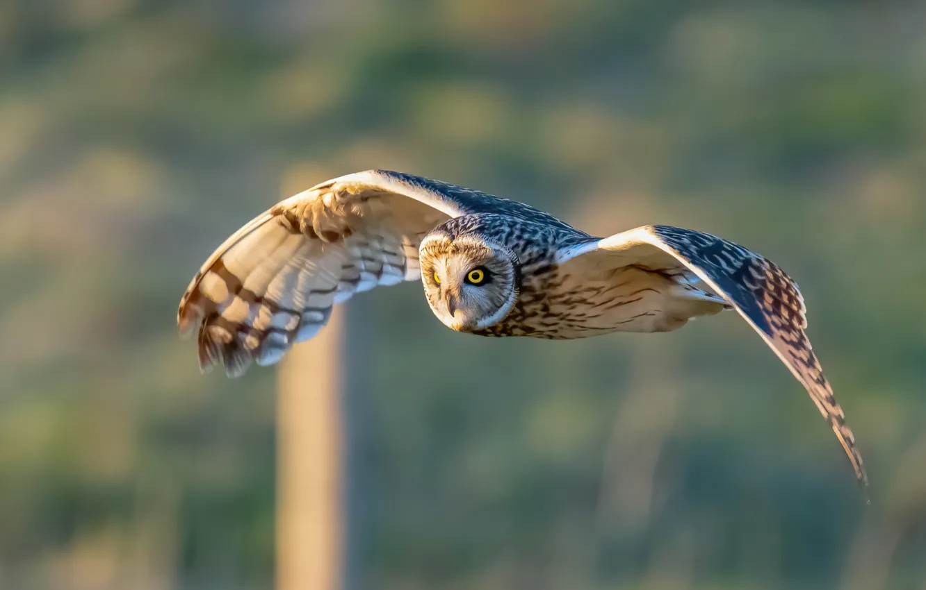Photo wallpaper background, owl, bird, wings, flight, Short-eared owl
