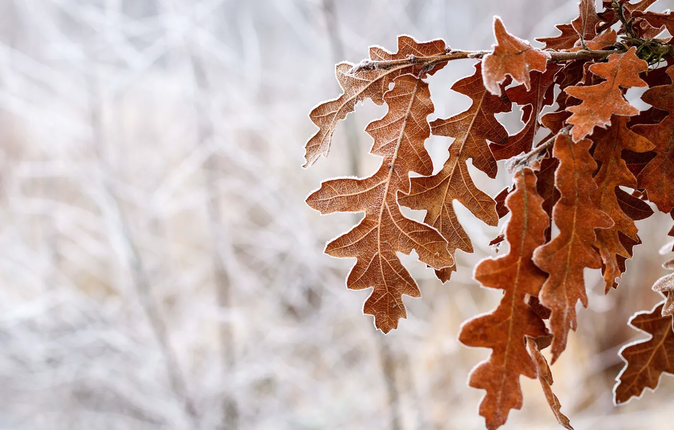 Photo wallpaper cold, winter, frost, snow, Tree, brown, leaves, time of the year