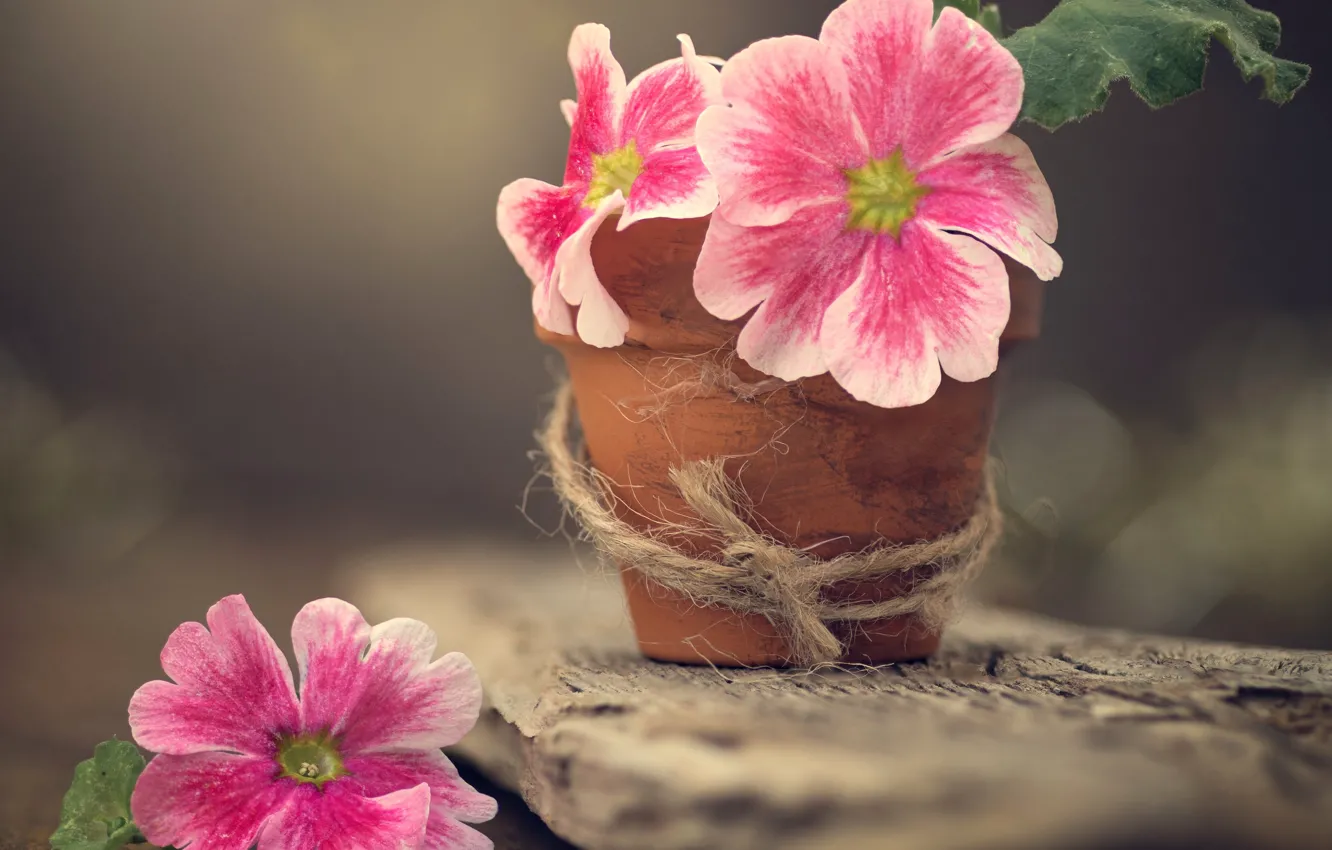 Photo wallpaper macro, flowers, Board, rope, bokeh, pot