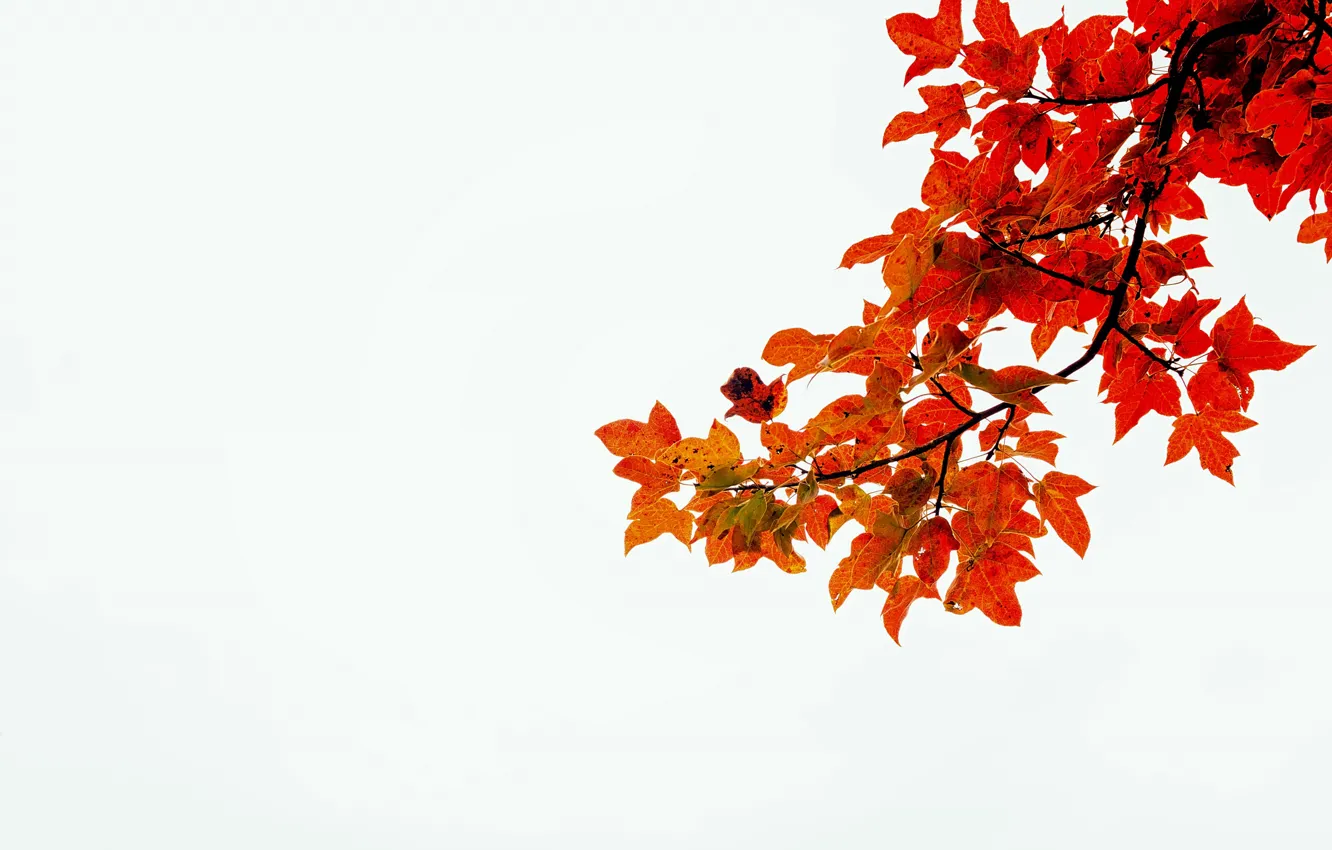 Photo wallpaper autumn, white, leaves, stems, branch, red leaves
