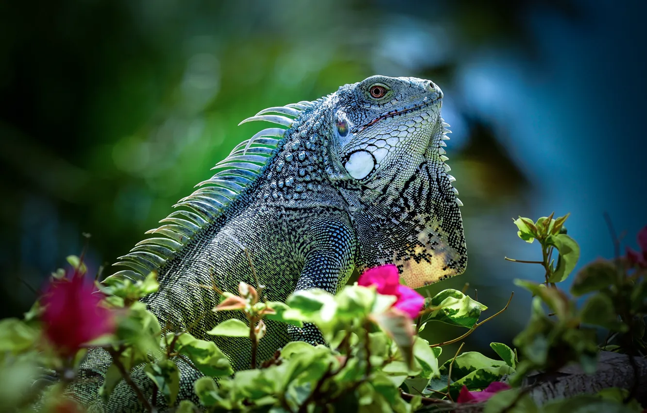 Photo wallpaper flowers, lizard, iguana, reptile