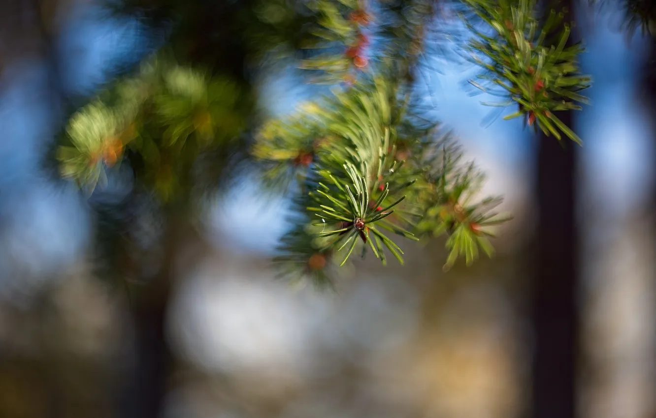 Photo wallpaper background, spruce, needles