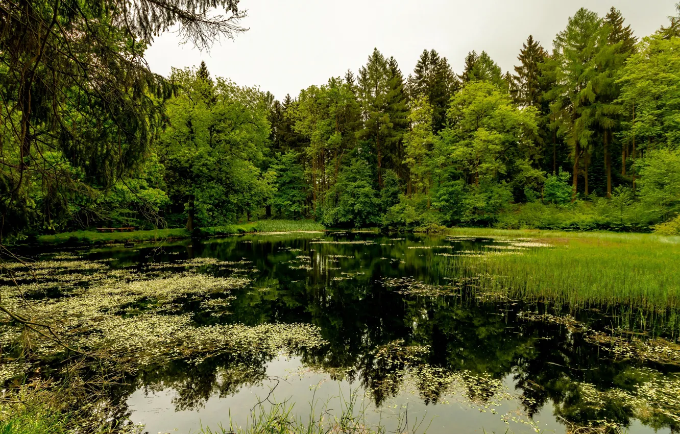 Photo wallpaper greens, forest, summer, trees, algae, lake, pond, reflection