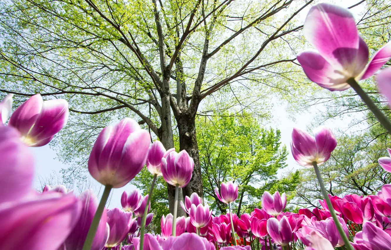 Photo wallpaper the sky, trees, flowers, spring, tulips