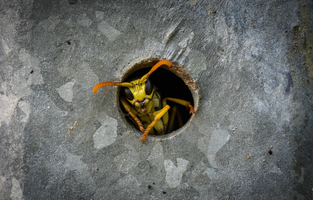 Photo wallpaper nature, background, OSA