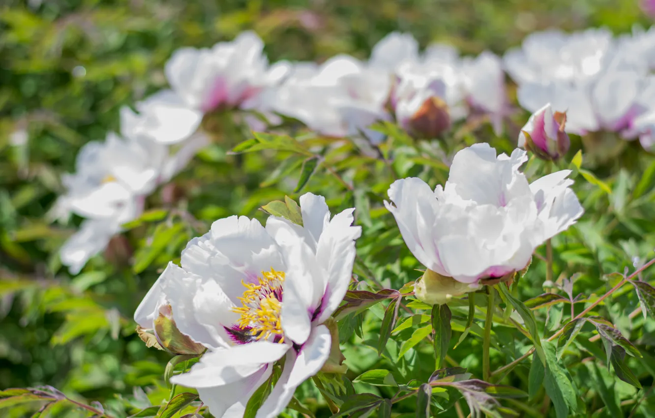 Photo wallpaper the sun, flowers, day, may, the bushes, peonies