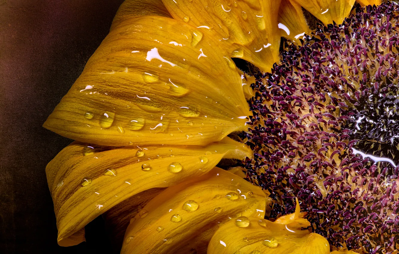 Photo wallpaper water, drops, macro, sunflowers, flowers, the dark background, petals, sunflower