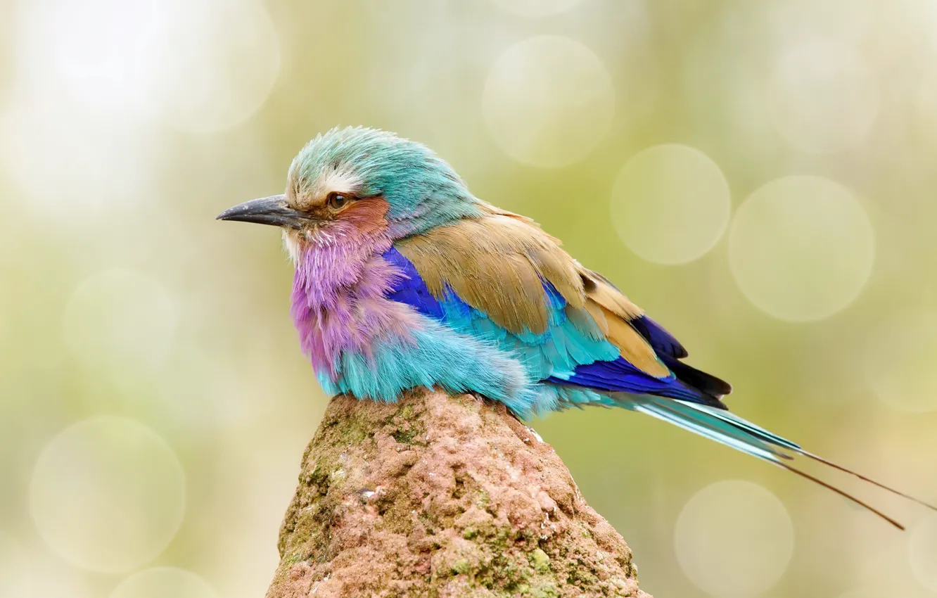 Photo wallpaper nature, bird, color, sirenevaya roller
