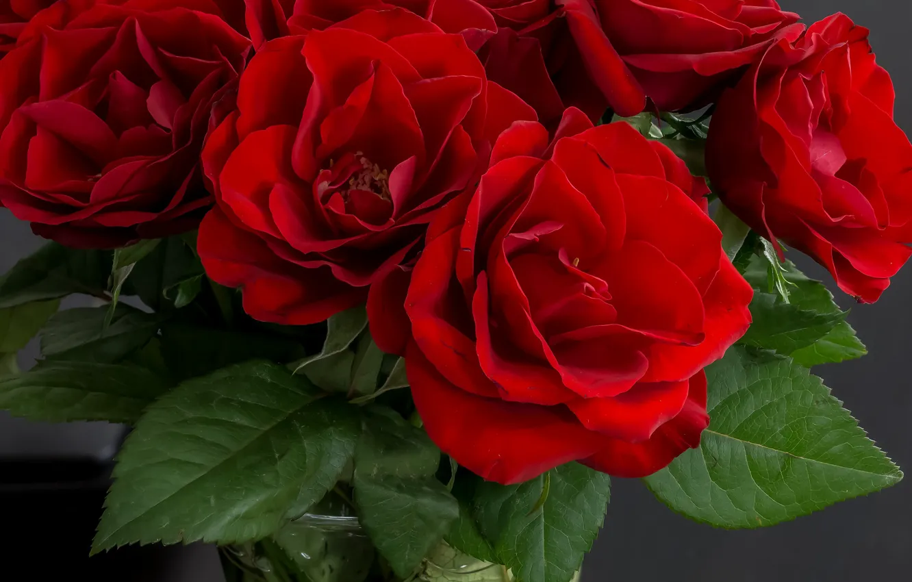 Photo wallpaper roses, bouquet, red, vase