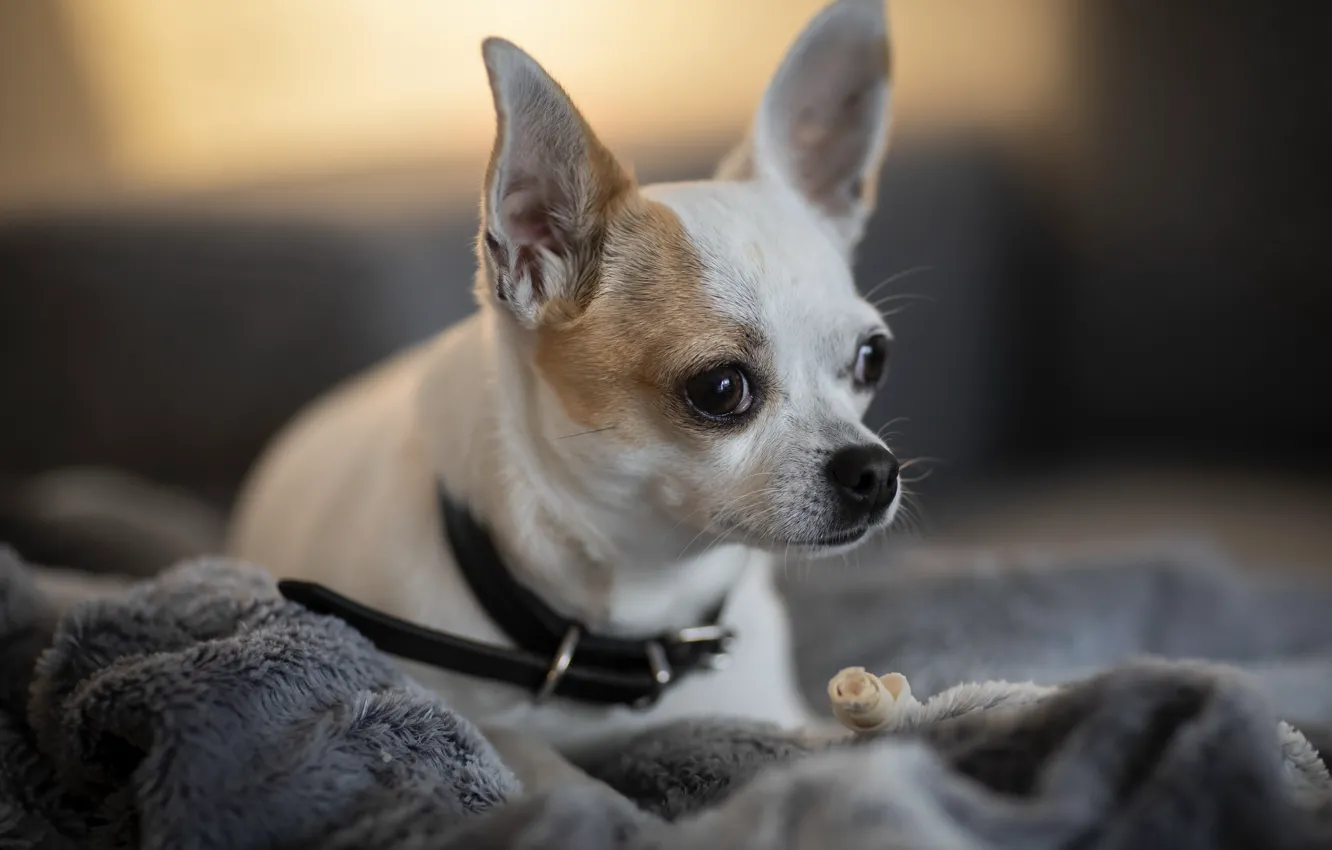 Photo wallpaper each, home, dog