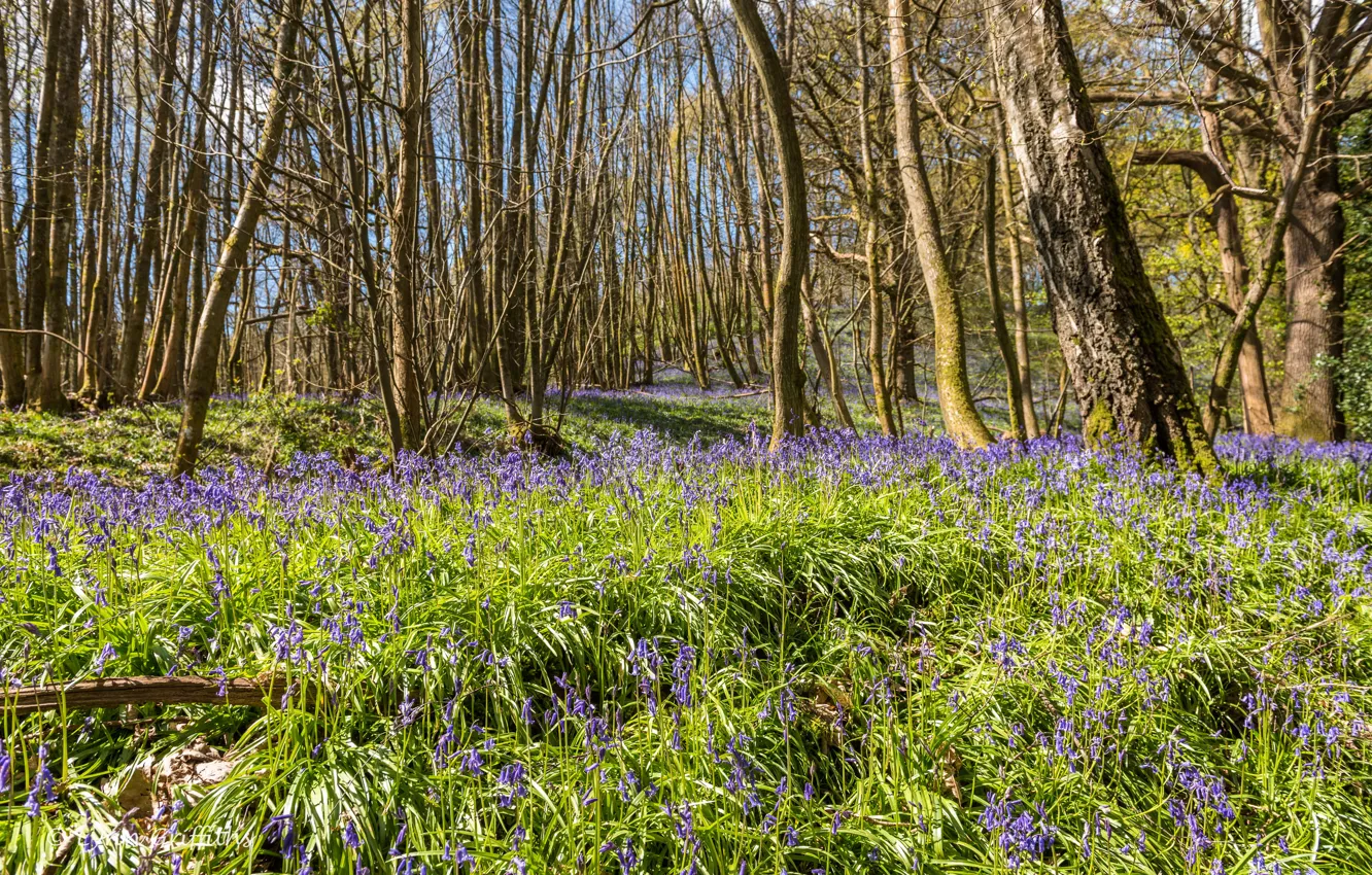 Photo wallpaper grass, the sun, trees, flowers, spring, flowering, bokeh