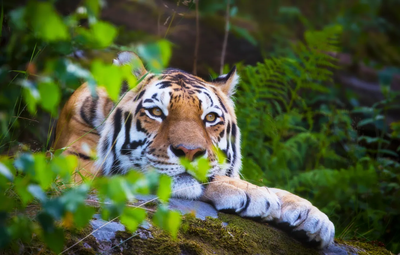 Photo wallpaper forest, summer, tiger, stay, blur, lies, wild cat, animals