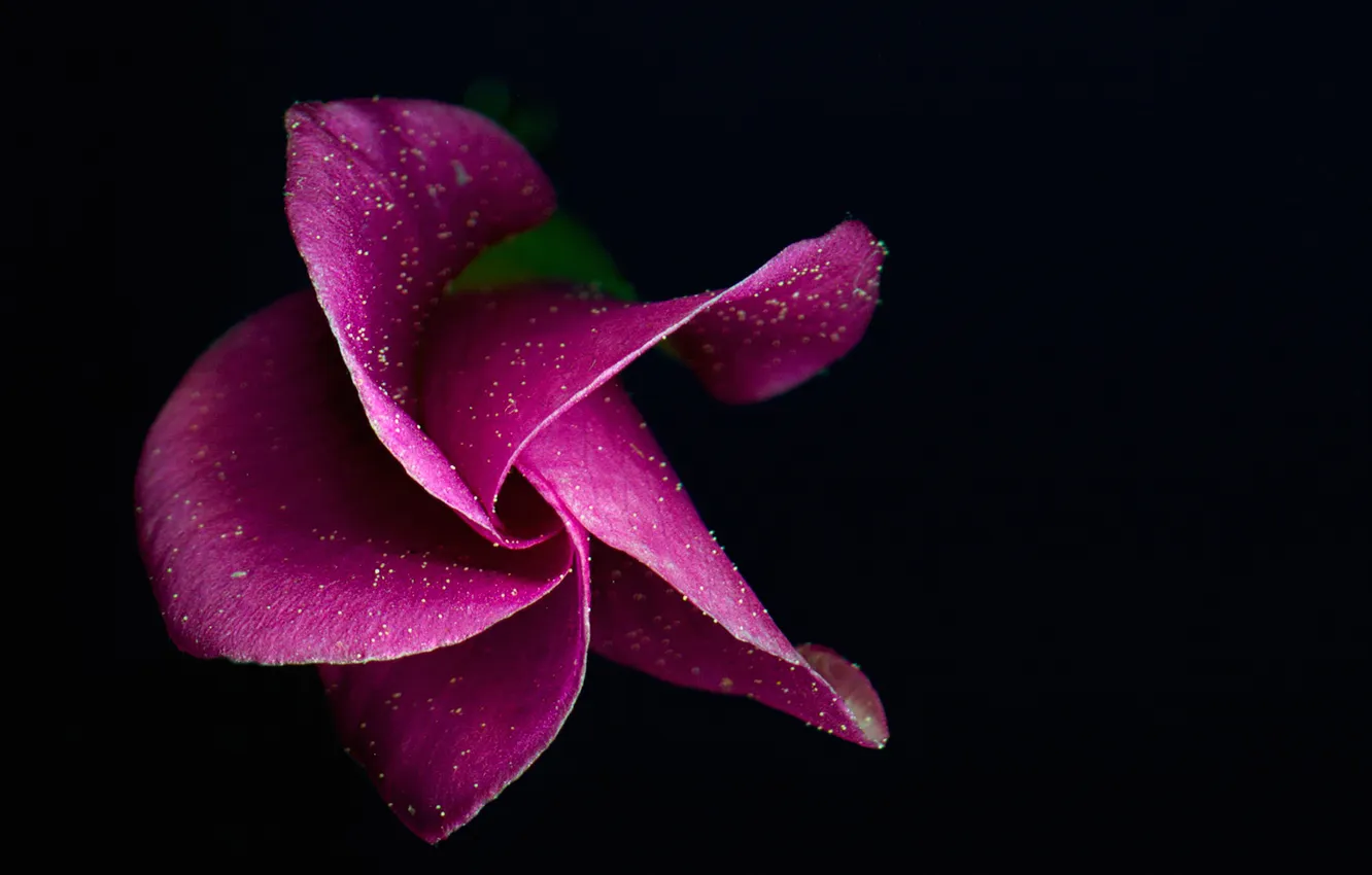 Photo wallpaper flowers, background, plant, petals