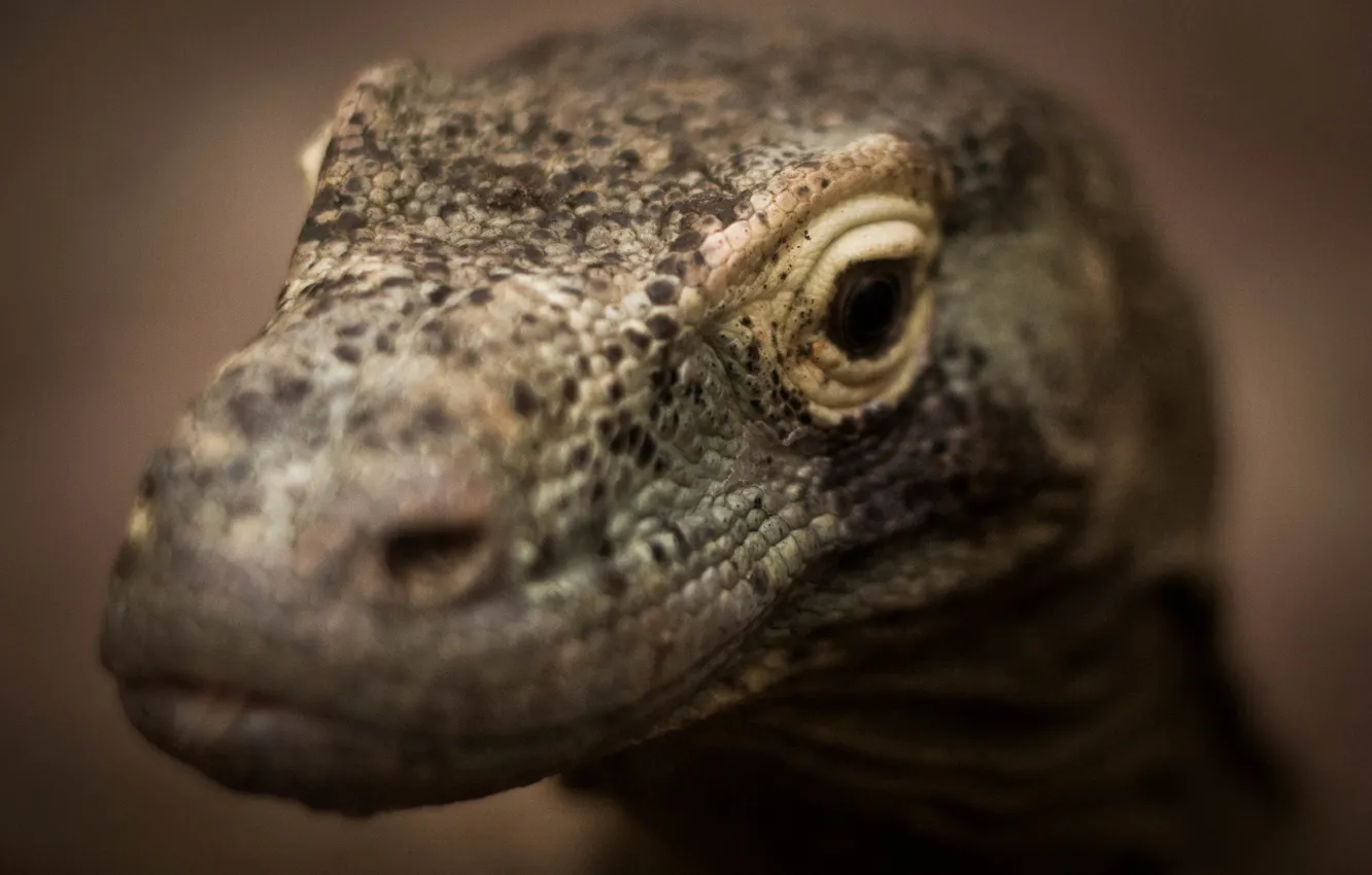 Photo wallpaper eyes, look, reptile, Varan, Komodo dragon