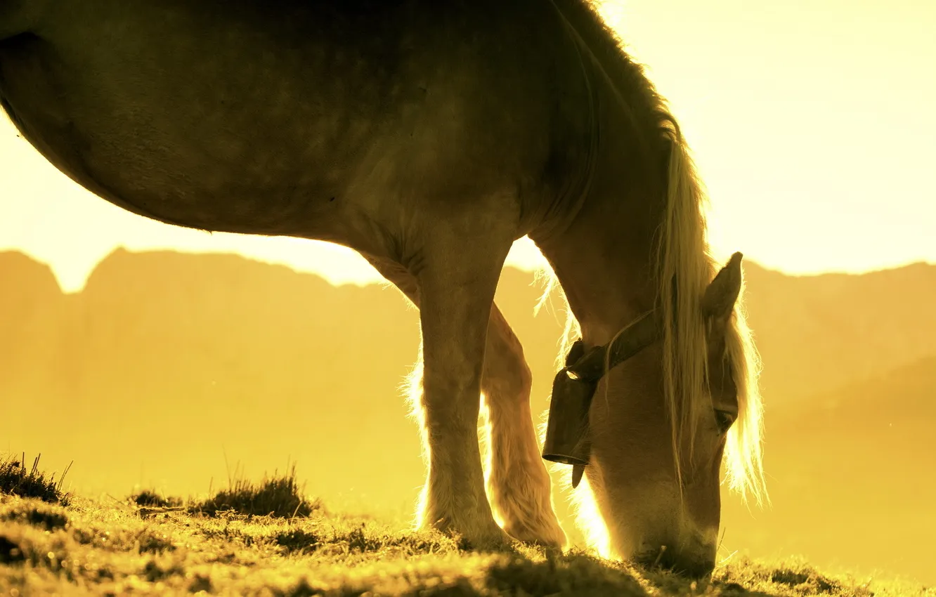 Photo wallpaper light, nature, horse