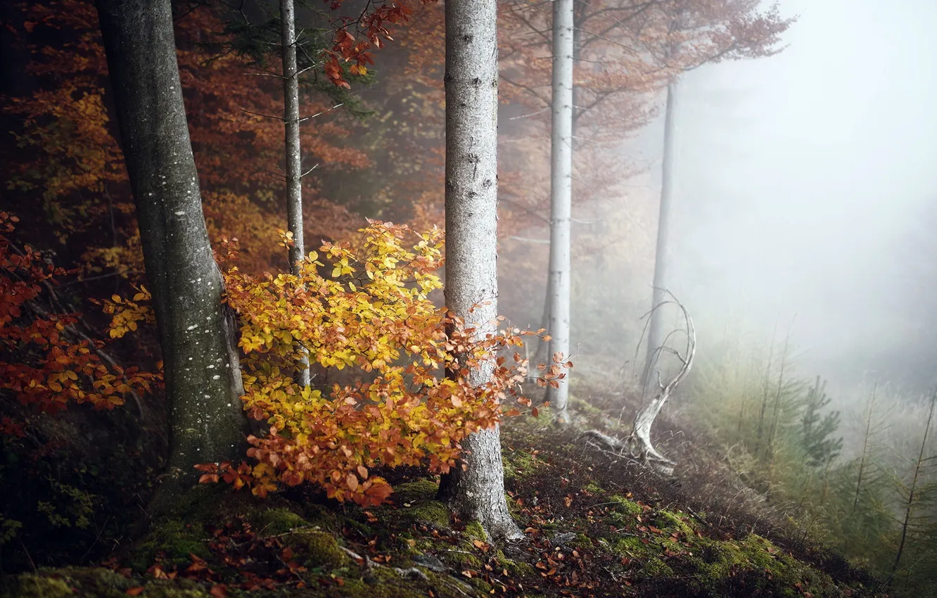 Photo wallpaper autumn, forest, nature, fog