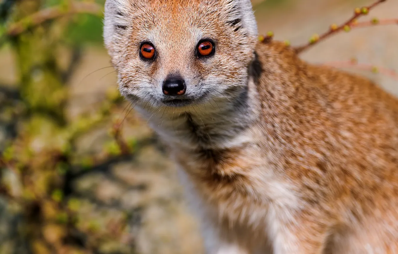 Photo wallpaper look, curiosity, mongoose