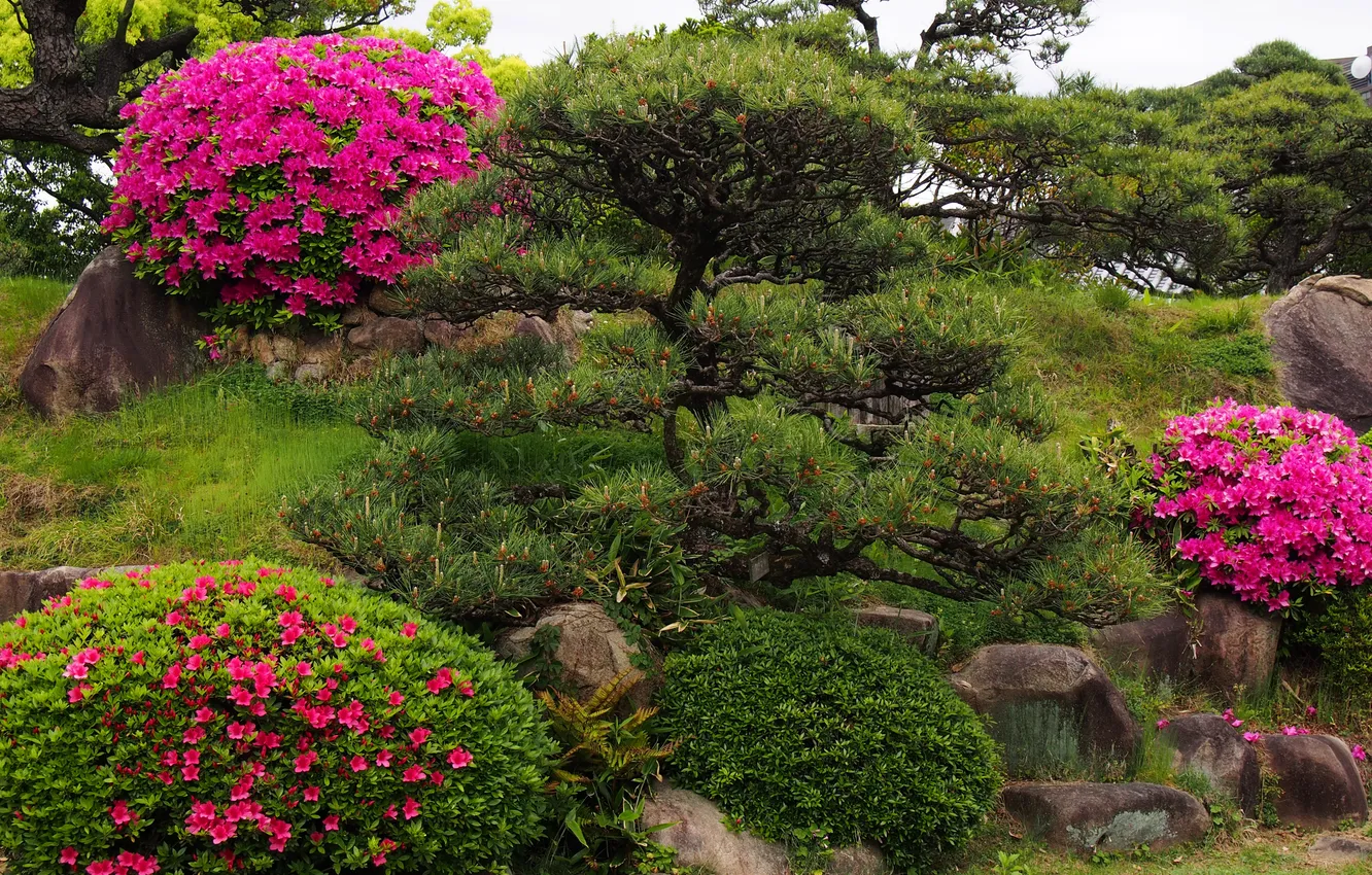 Photo wallpaper flowers, Park, stones, garden, the bushes, rhododendron