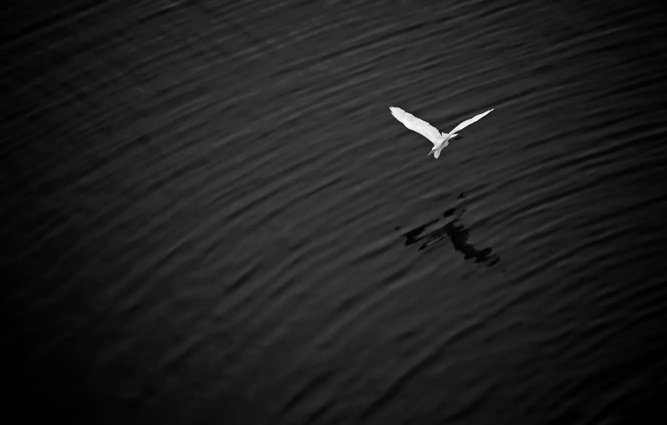 Photo wallpaper flight, lake, wings, shadow, great white egret