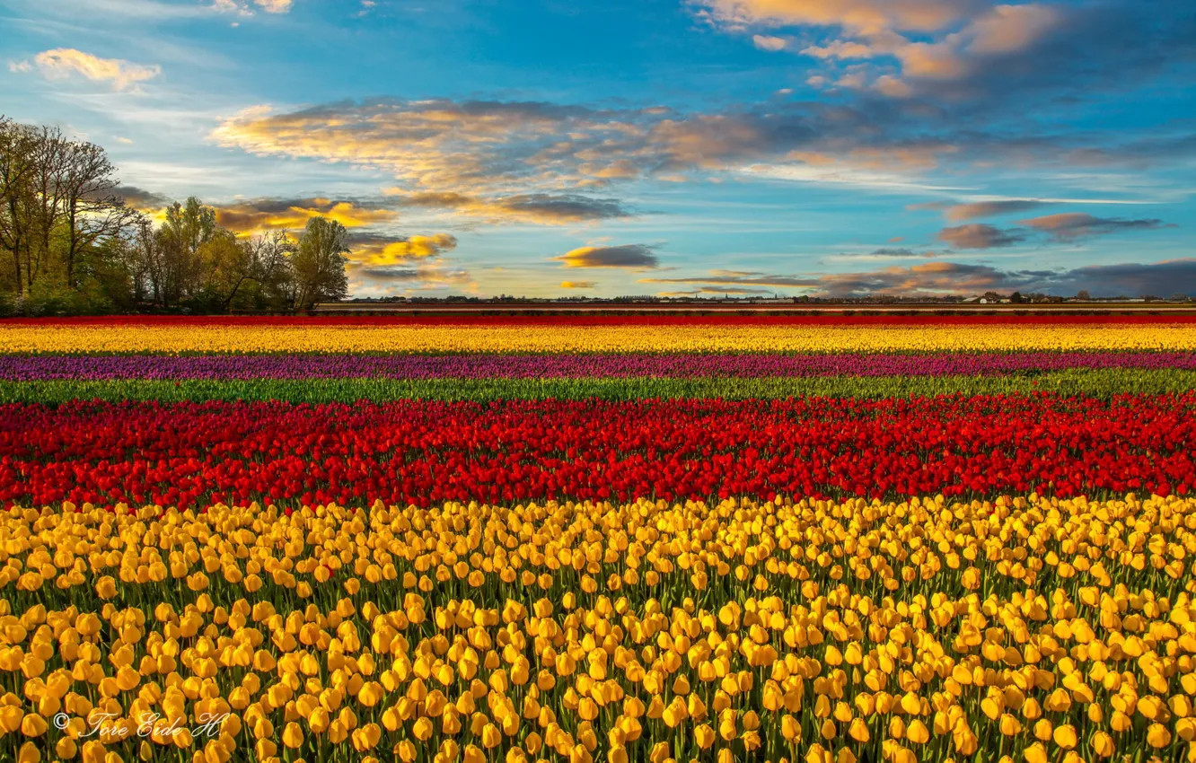 Photo wallpaper field, flowers, spring, tulips