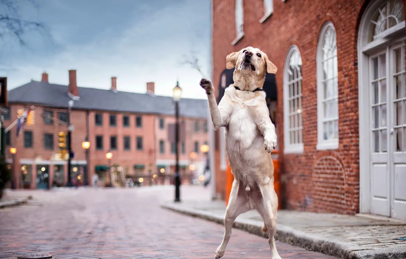 Photo wallpaper street, dog, Dancin' in the Streets