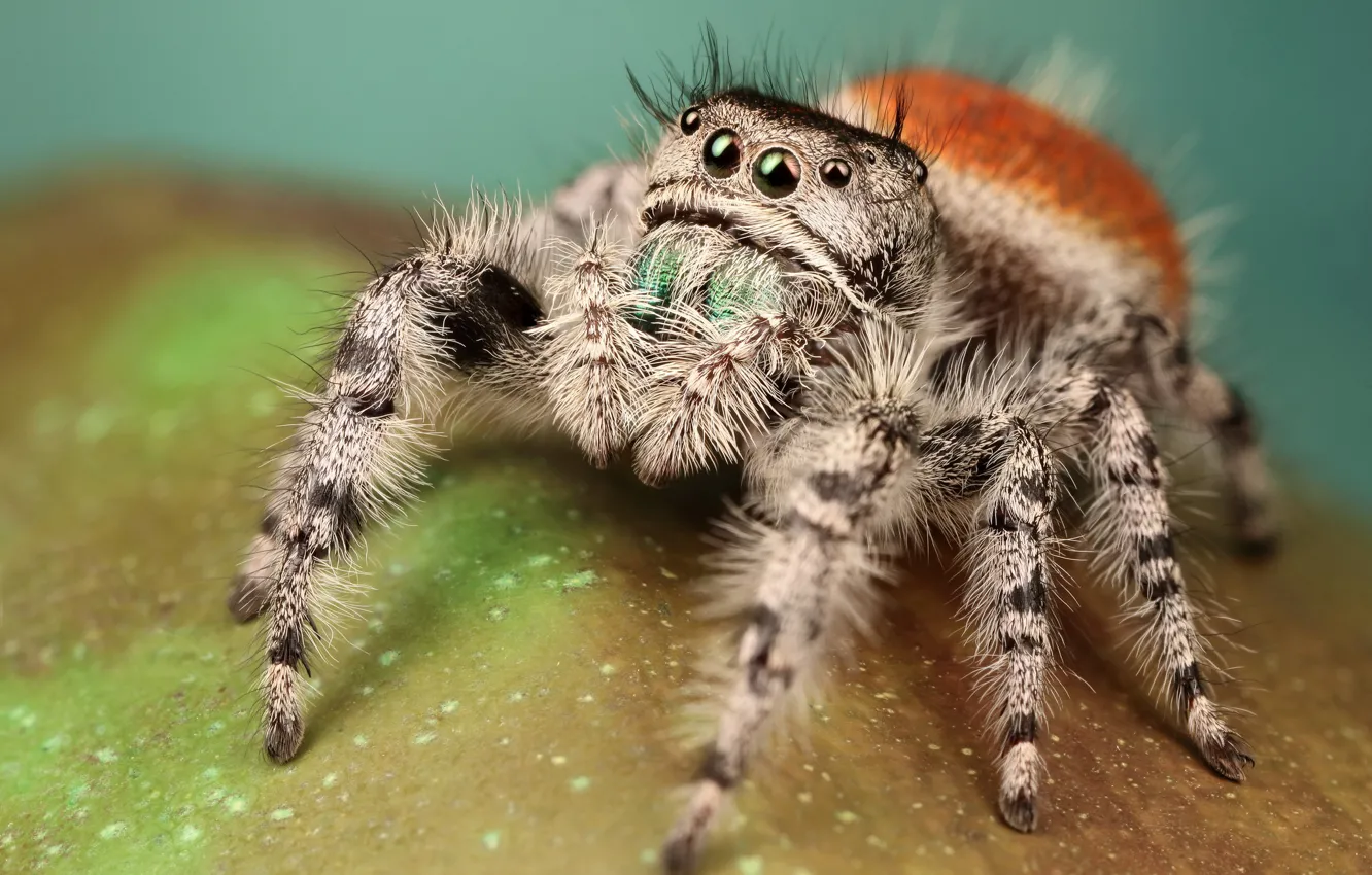 Photo wallpaper eyes, macro, surface, pose, background, legs, spider, hairy