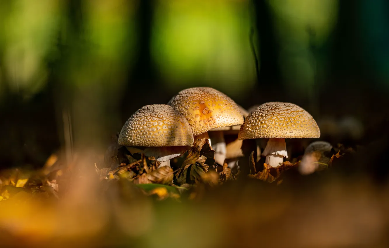 Photo wallpaper light, mushrooms, mushroom, bokeh