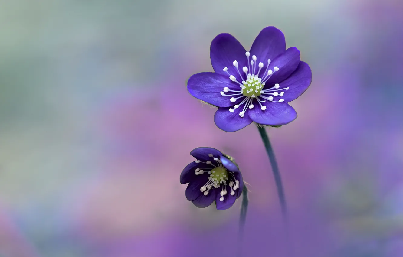 Photo wallpaper flowers, nature, Hepatica nobilis