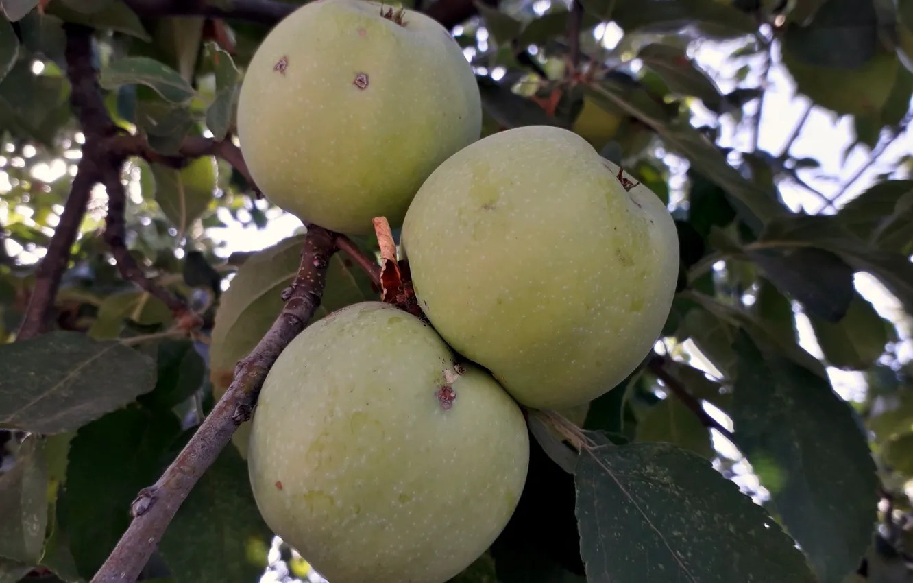 Photo wallpaper autumn, apples, harvest