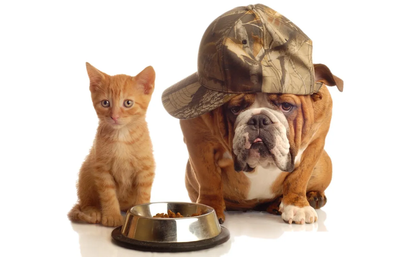 Photo wallpaper cat, dog, red, bulldog, iron, cap, bowl, food