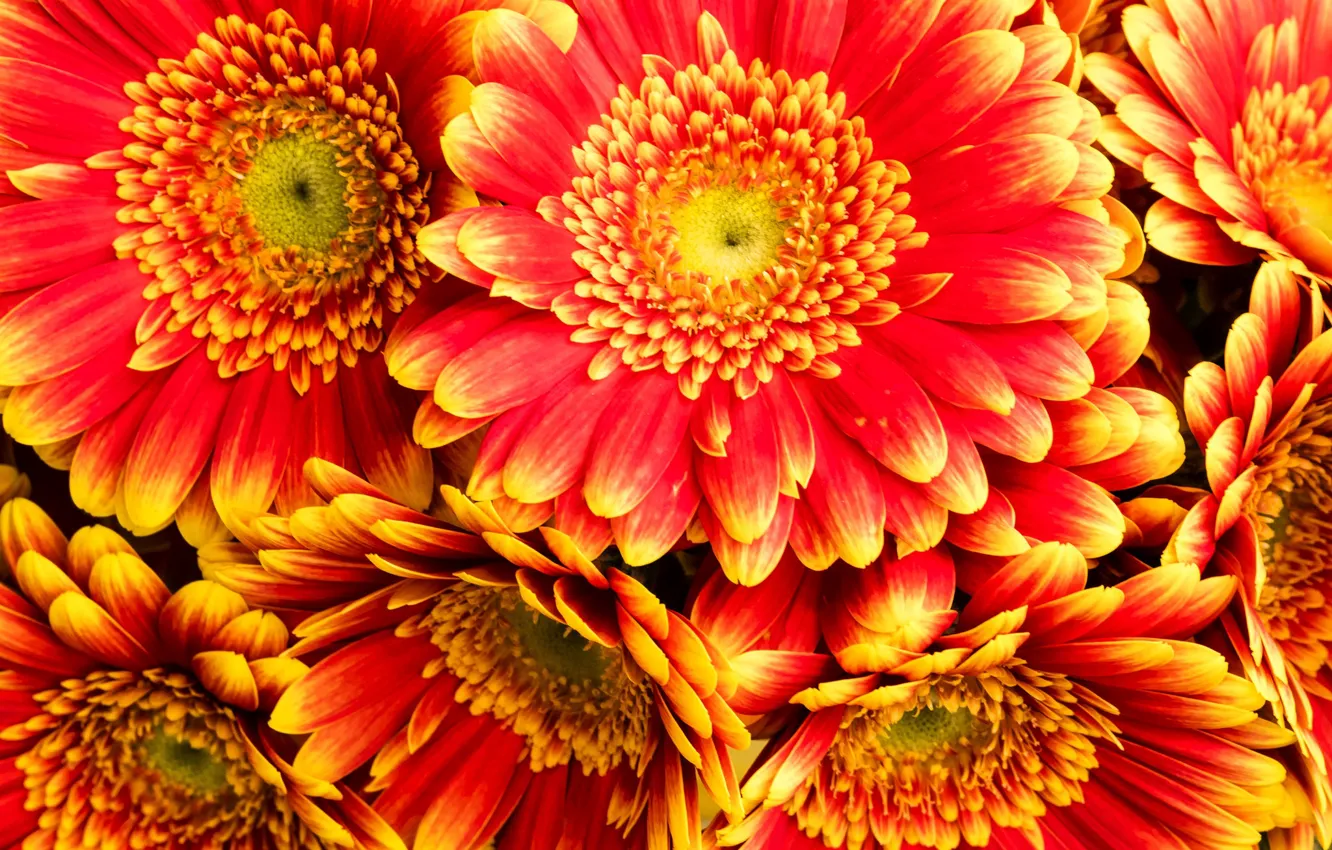Photo wallpaper macro, red, gerbera