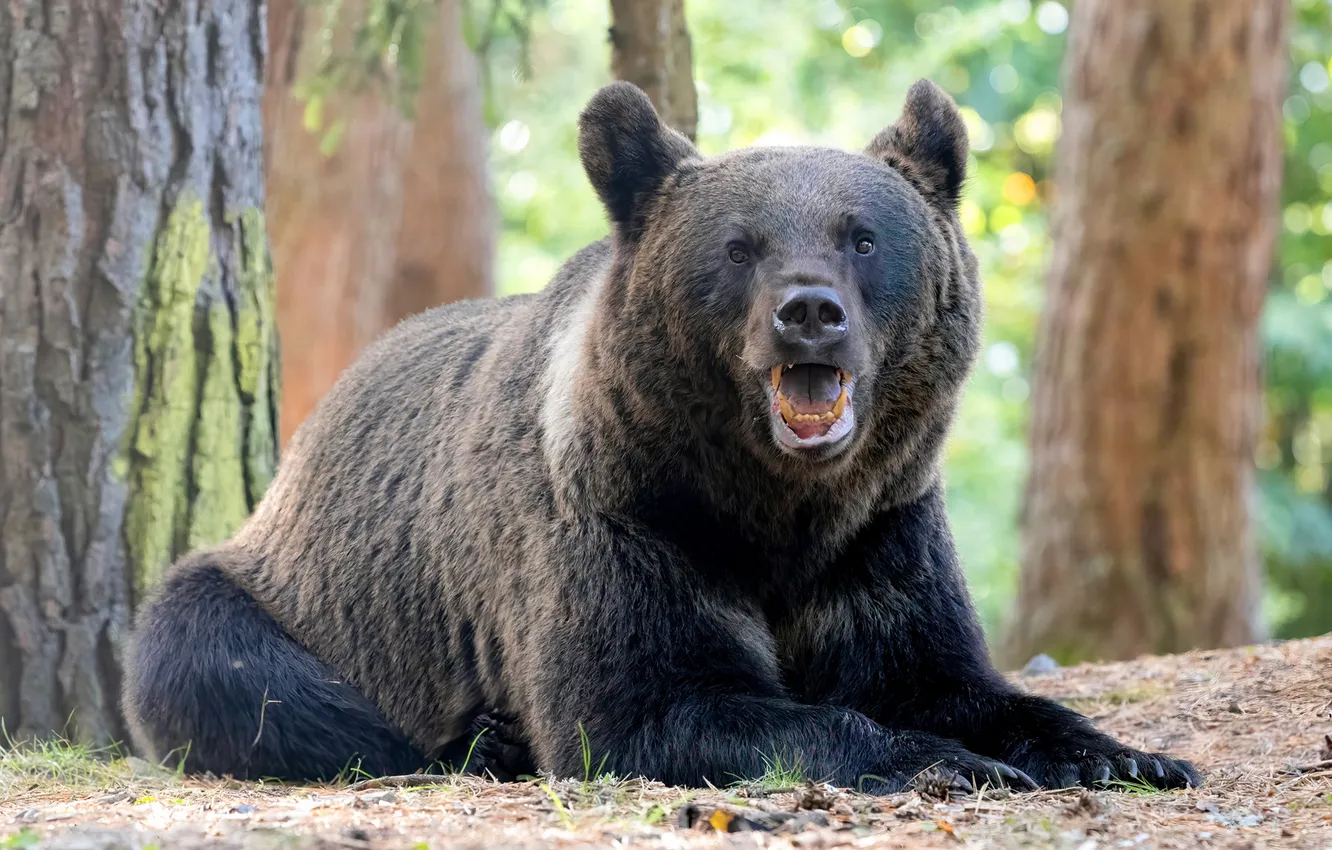 Photo wallpaper forest, bear, mouth, lies