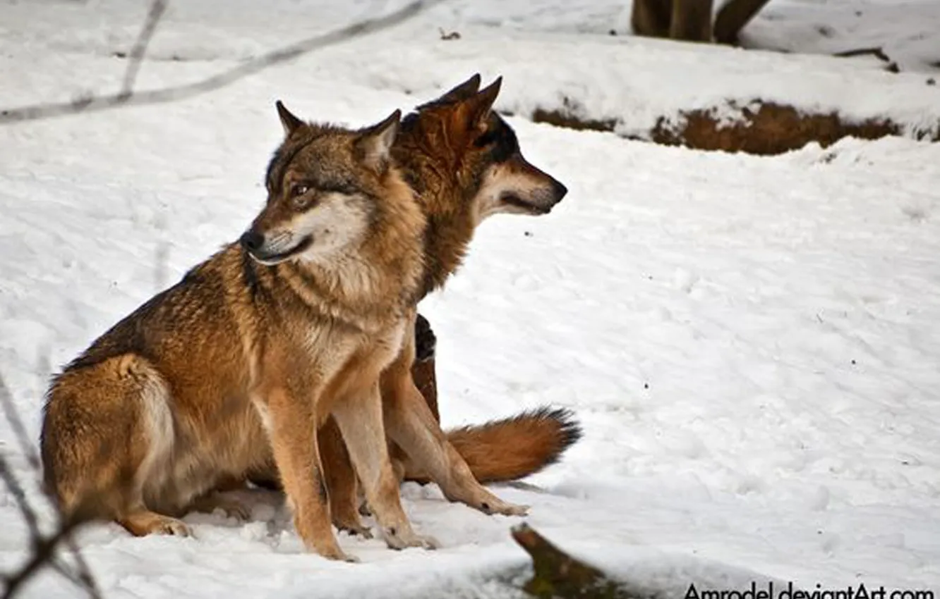 Photo wallpaper Predator, nature, animal, wolf, wildlife, portrait, portrait., Canis lupus. face
