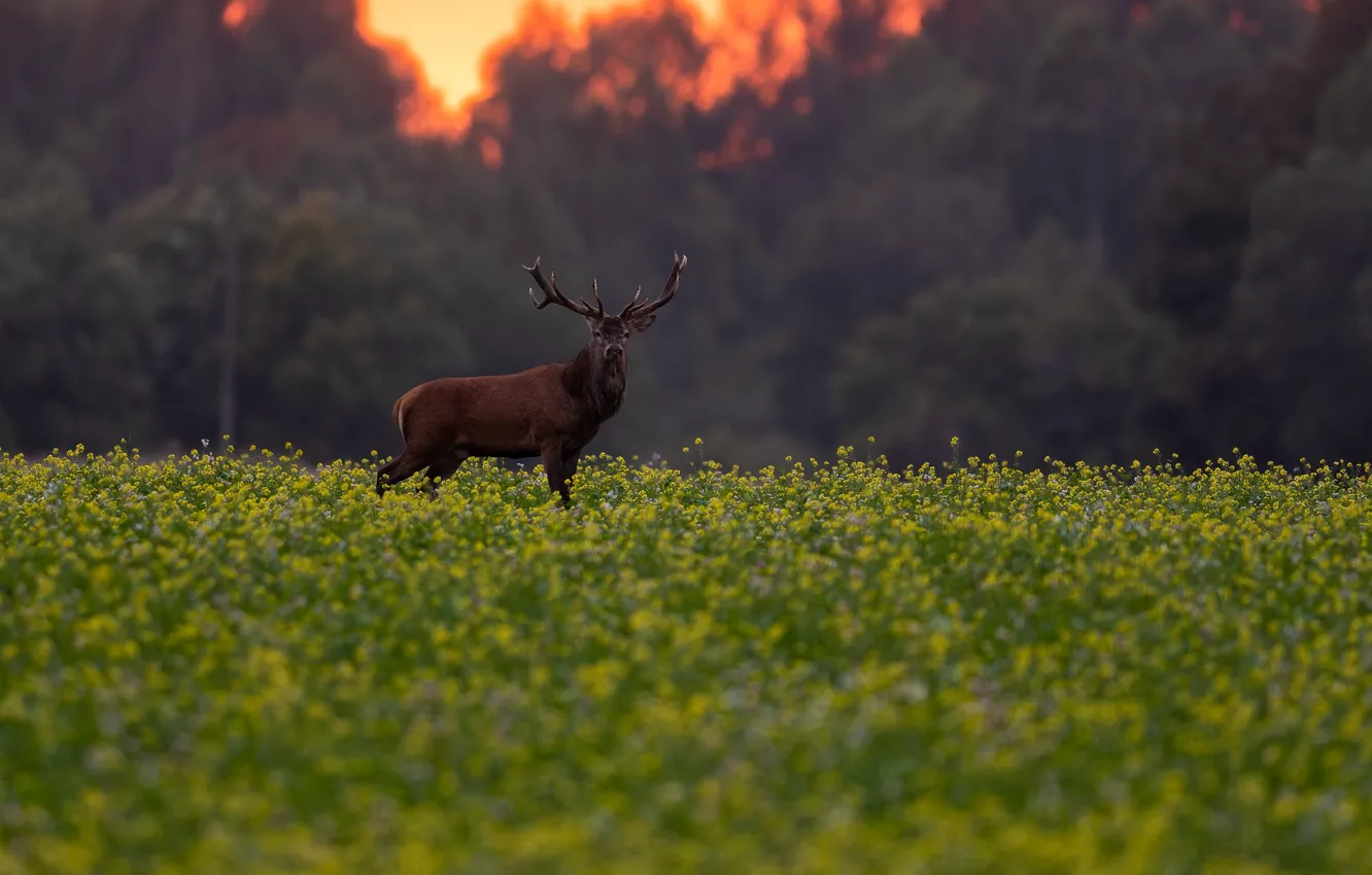 Photo wallpaper field, forest, summer, look, sunset, flowers, yellow, glade