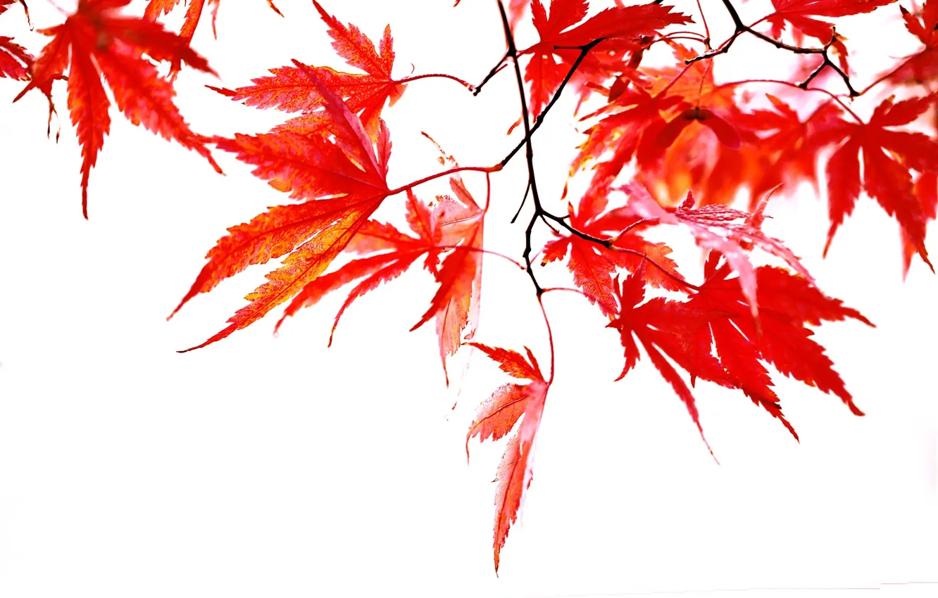 Photo wallpaper autumn, leaves, the crimson