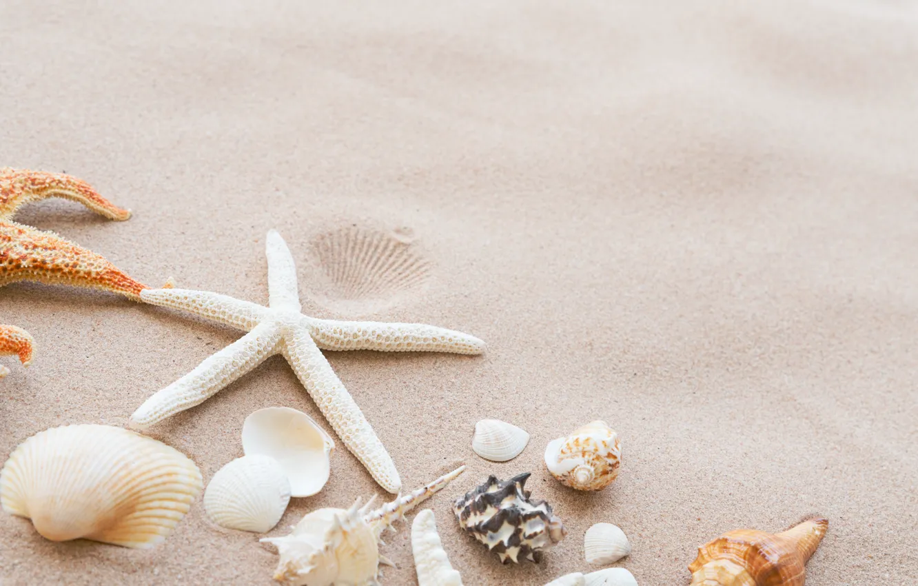 Photo wallpaper sand, beach, star, shell, summer, beach, sand, marine