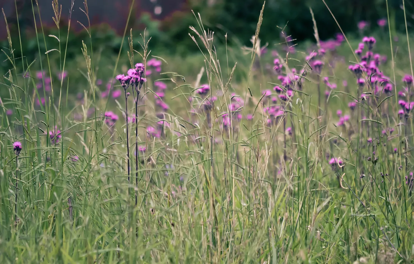Photo wallpaper field, grass, flowers, meadow