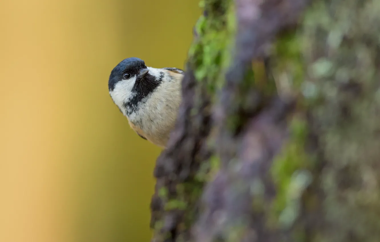 Photo wallpaper trees, bird, tit