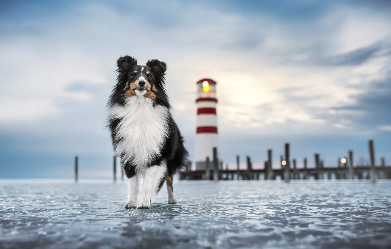 Photo wallpaper winter, sea, lighthouse, dog, Sheltie, Shetland Sheepdog, ice