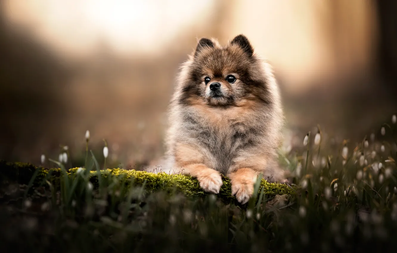 Photo wallpaper look, light, flowers, nature, pose, glade, moss, legs