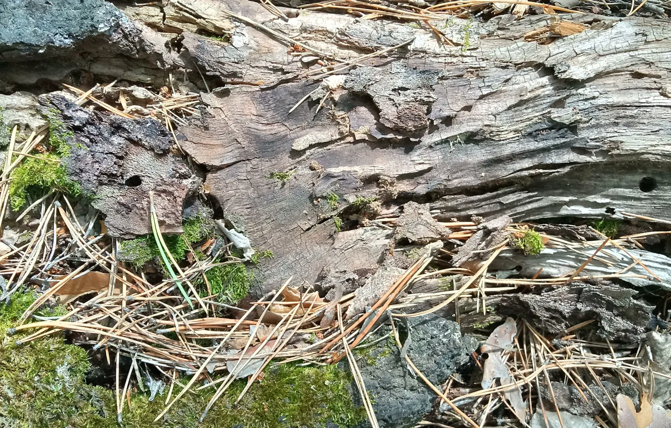 Photo wallpaper nature, pine needles, wood texture, rotten wood