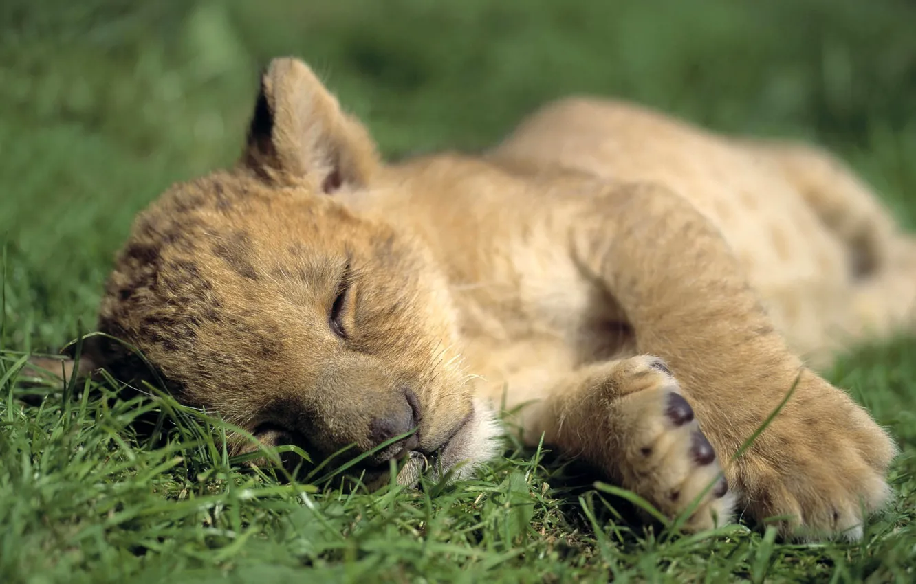 Photo wallpaper animal, Leo, baby, wild cats, wild cats, the sleeping lions, Leva