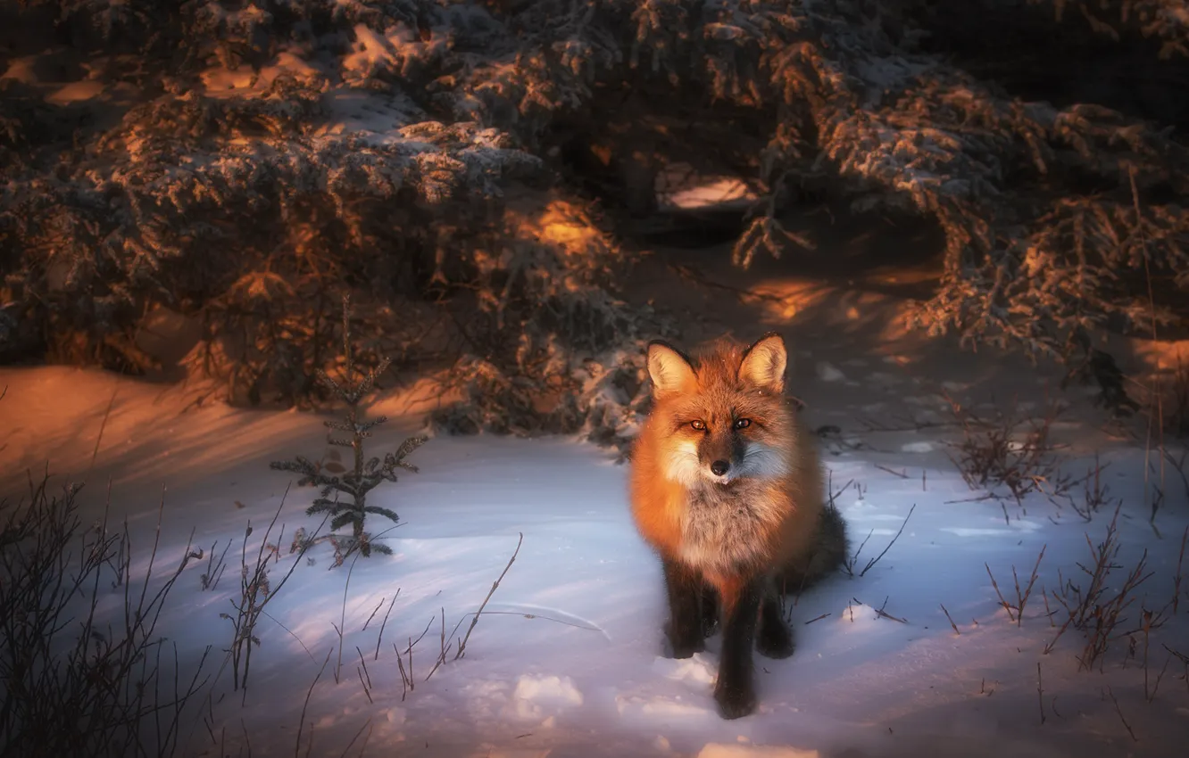 Photo wallpaper winter, forest, look, light, snow, branches, spruce, Fox