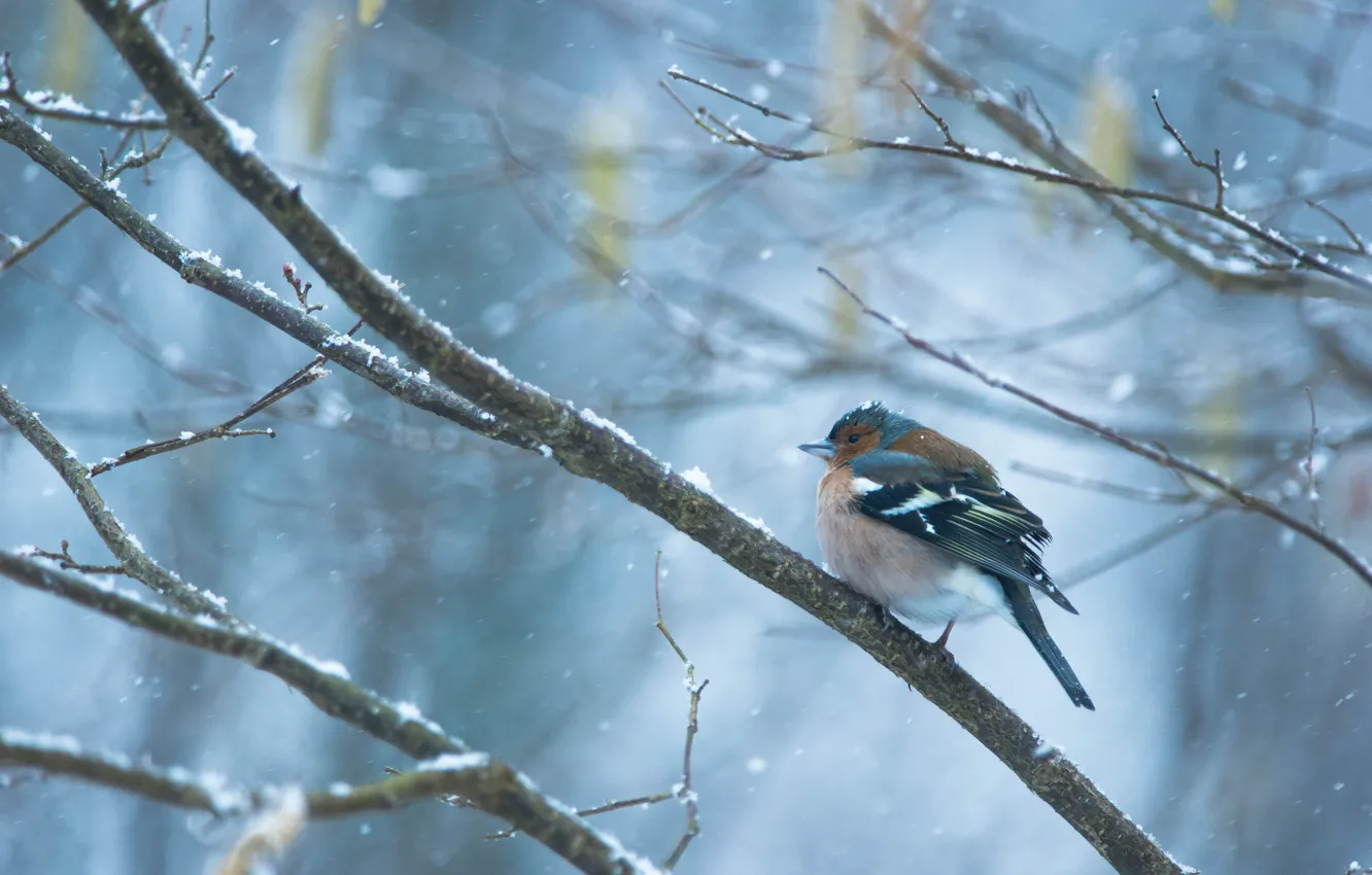 Photo wallpaper winter, snow, branches, bird, snowfall, Chaffinch